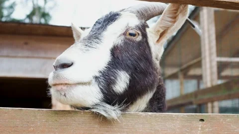 Goat on the farm at summer Stock-Footage 197689786