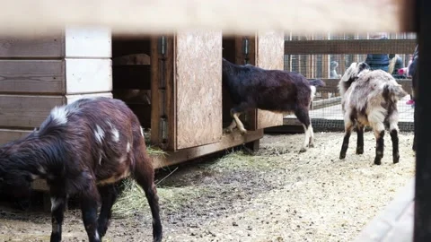 Goat on the farm at summer Stock Footage 197689815