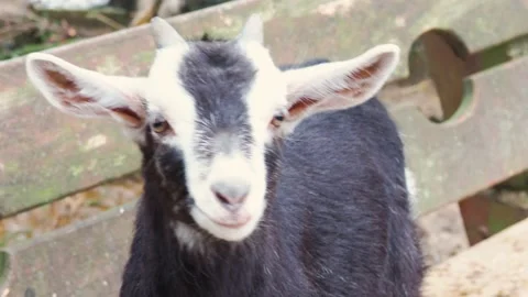 Goat on the farm at summer Stock-Footage 197689900