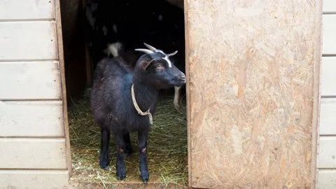 Goat on the farm at summer Stock-Footage 197689936