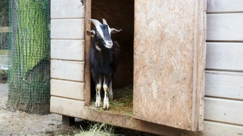 Goat on the farm at summer Stock-Footage 197690034