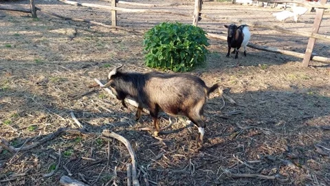 Goat on the Farm Video Video stock 307130706