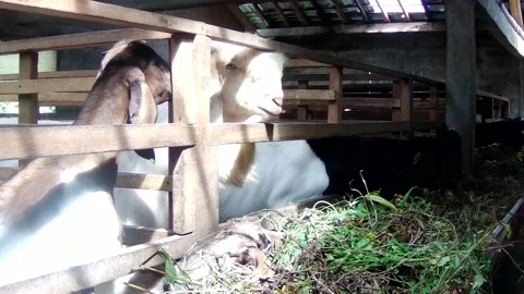 Goat farming Stock Footage 167798844