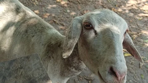 Goat farming Video stock 284681774