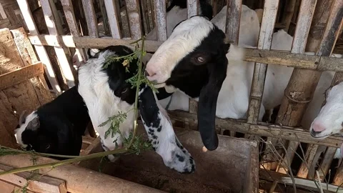 Goat farming Stock Footage 285139450