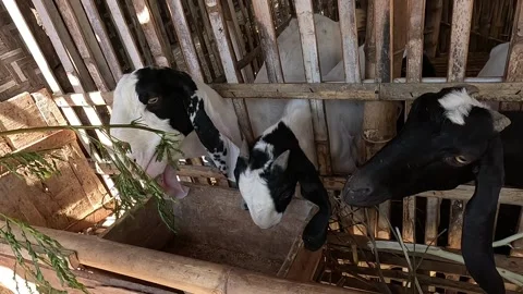 Goat farming Stock Footage 285139455