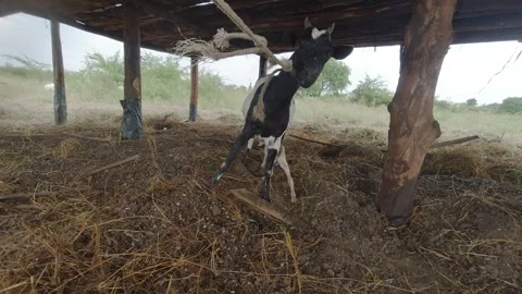Goat farming Stock Footage 296624301