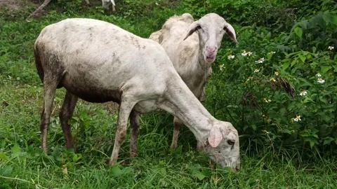 Goat farming Video stock 297139360