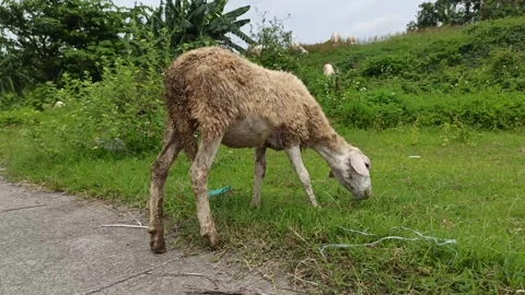 Goat farming Stock-Footage 297139372