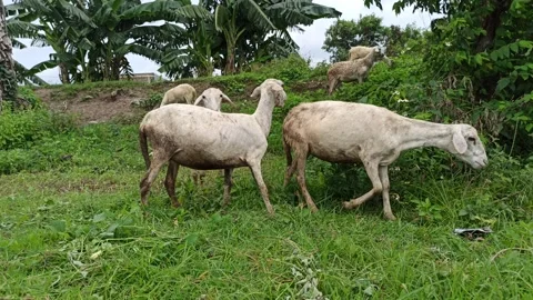 Goat farming Stock Footage 297139376
