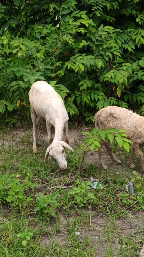 Goat farming Video stock 297139377