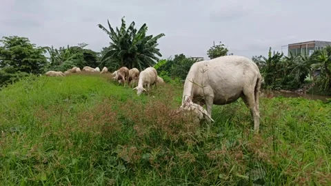 Goat farming Stock-Footage 297139434