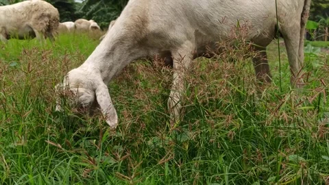 Goat farming Stock-Footage 297139437