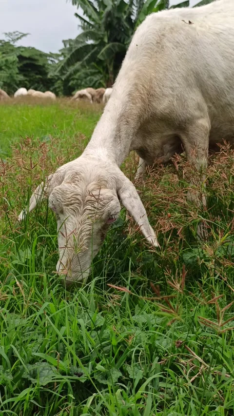 Goat farming Video stock 297139448