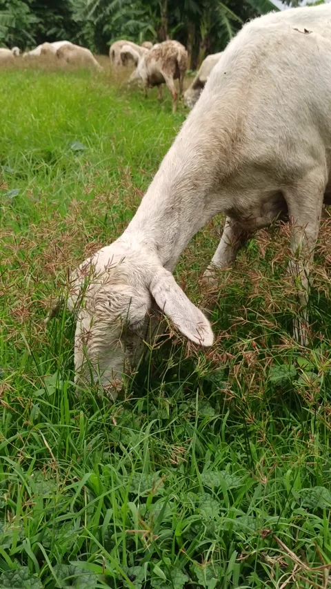 Goat farming Video stock 297139457
