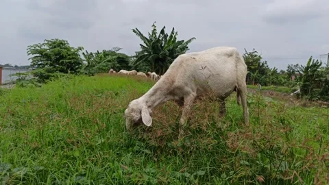 Goat farming Video stock 297139480