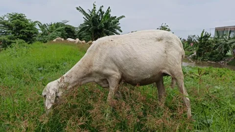Goat farming Stock Footage 297139481