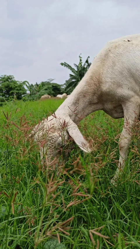 Goat farming Stock Footage 297139501