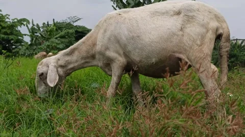 Goat farming Video stock 297139502