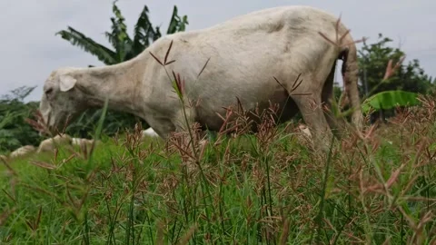 Goat farming Stock Footage 297139505