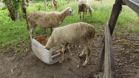 Goat farming Stock-Footage 297139528