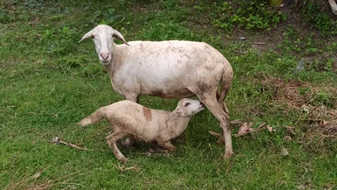 Goat farming Video stock 297139529