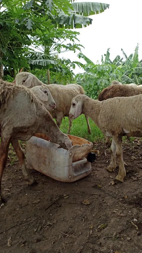 Goat farming Video stock 297139548
