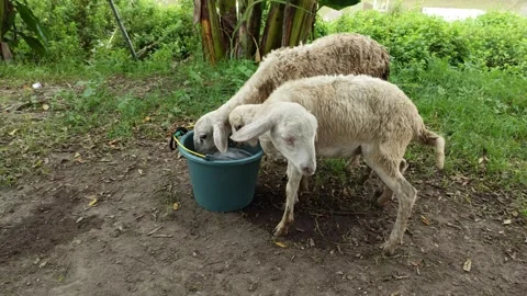 Goat farming Stock-Footage 297139549