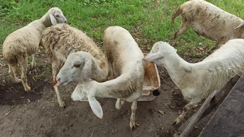 Goat farming Stock Footage 297139551