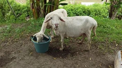 Goat farming Video stock 297139576