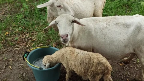 Goat farming Stock Footage 297139577