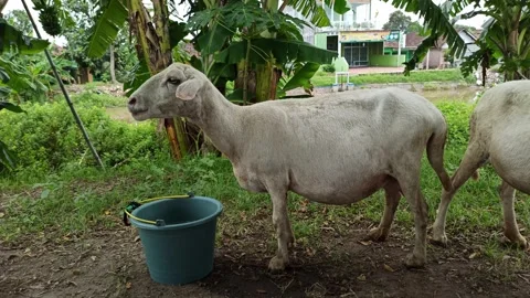 Goat farming Stock-Footage 297139593