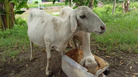 Goat farming Stock Footage 297139610