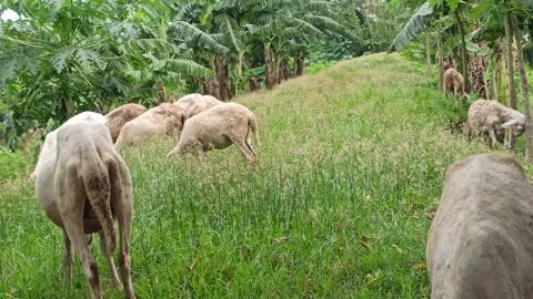 Goat farming Stock Footage 297139618