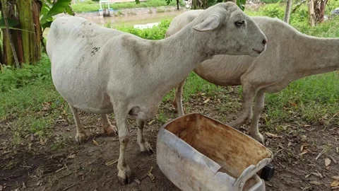 Goat farming Video stock 297139620