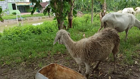 Goat farming Video stock 297139632