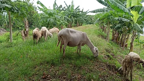 Goat farming Video stock 297139652