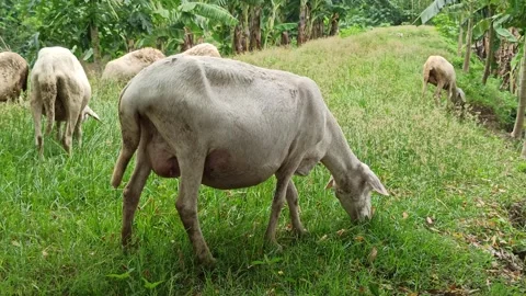 Goat farming Stock-Footage 297139659