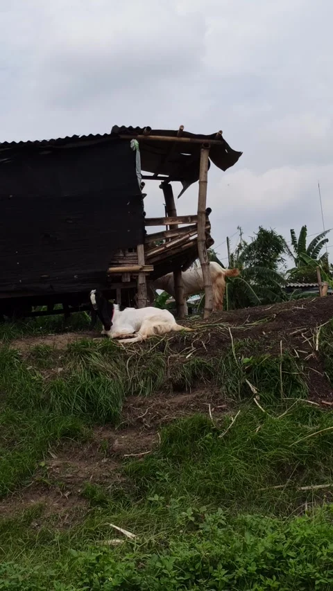 Goat farming Stock Footage 297139744
