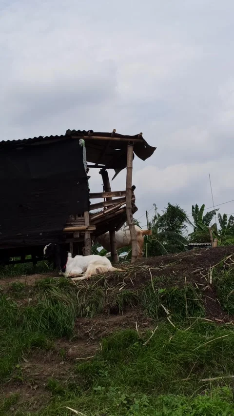 Goat farming Stock Footage 297139746