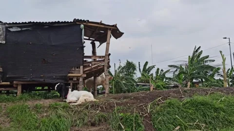 Goat farming Stock Footage 297139747