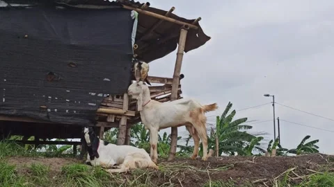 Goat farming Stock Footage 297139766