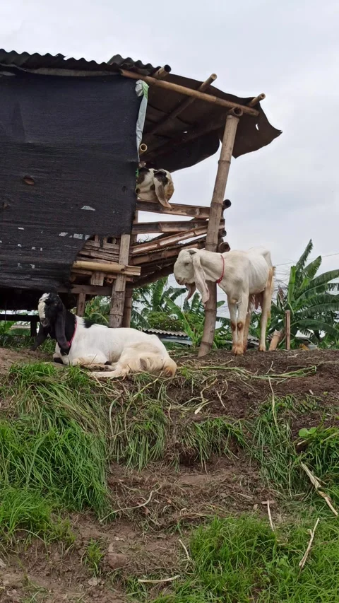 Goat farming Stock Footage 297139767