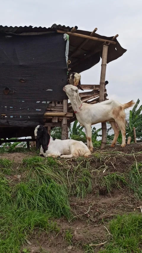 Goat farming Video stock 297139775