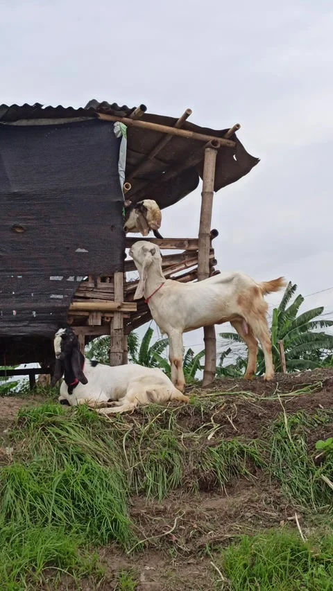 Goat farming Video stock 297139776