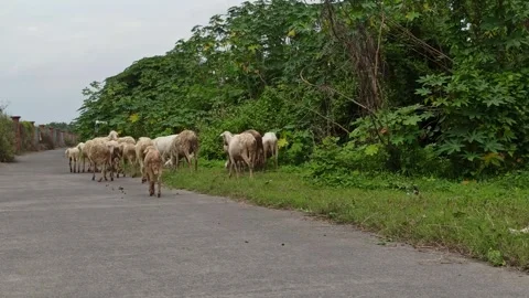 Goat farming Video stock 297139800