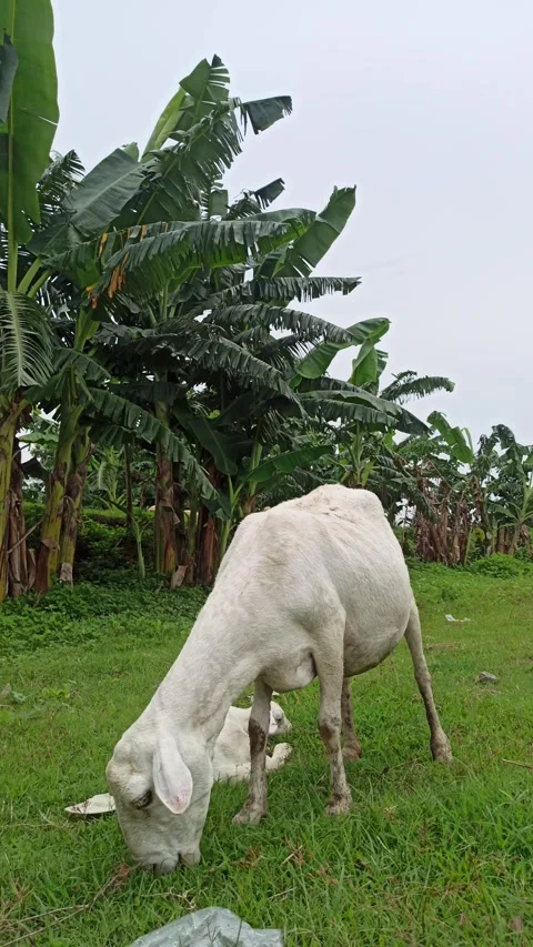 Goat farming Video stock 300423649