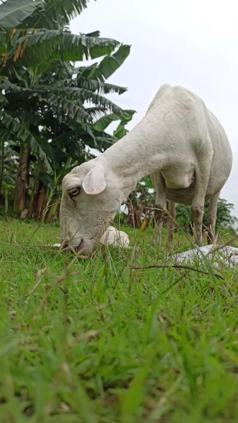 Goat farming Stock Footage 300423651