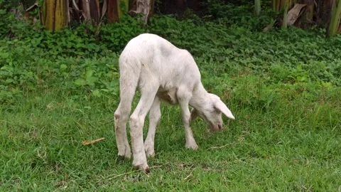 Goat farming Stock-Footage 300423724