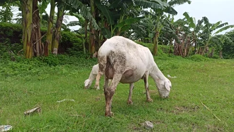 Goat farming Stock Footage 300423742